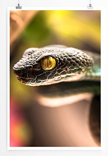 Best for home Artprints - Tierfotografie - Porträt eines Weißlippen-Bambusotter- Fotodruck in gestochen scharfer Qualität