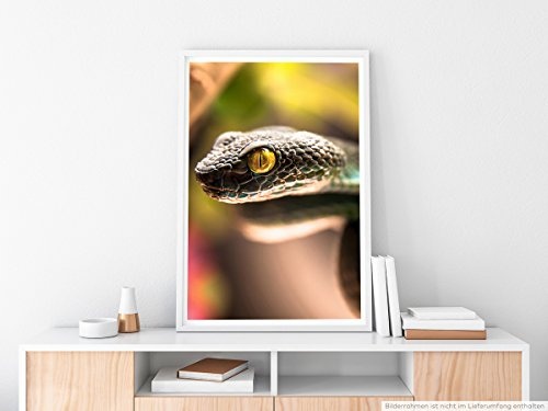 Best for home Artprints - Tierfotografie - Porträt eines Weißlippen-Bambusotter- Fotodruck in gestochen scharfer Qualität