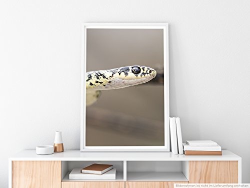 Best for home Artprints - Tierfotografie - Gelbgrüne Zornnatter- Fotodruck in gestochen scharfer Qualität