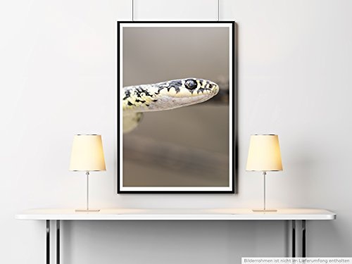 Best for home Artprints - Tierfotografie - Gelbgrüne Zornnatter- Fotodruck in gestochen scharfer Qualität