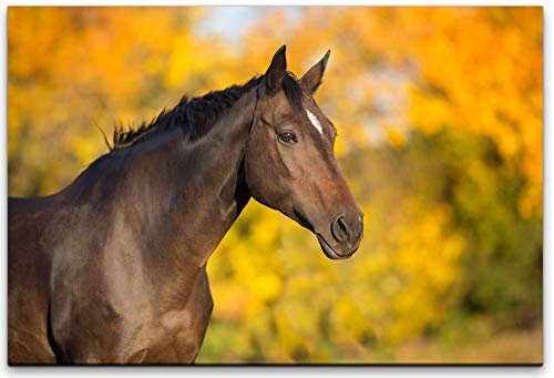 bestforhome 180x120cm Leinwandbild braunes Pferd im Herbst Leinwand auf Holzrahmen