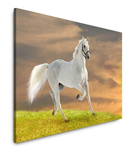 bestforhome 150x100cm Leinwandbild weißes Pferd Schimmel im Gallop Leinwand auf Holzrahmen