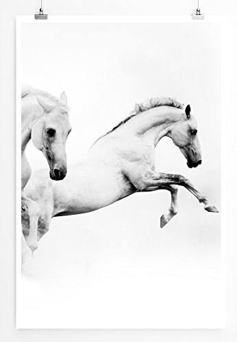 Best for home Artprints - Künstlerische Fotografie - Zwei weiße Pferde- Fotodruck in gestochen scharfer Qualität
