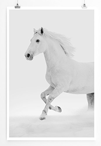 Best for home Artprints - Tierfotografie - Weißes Pferd im Schnee - Fotodruck in gestochen scharfer Qualität
