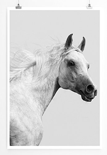 Best for home Artprints - Tierfotografie - Weißer Araberhengst- Fotodruck in gestochen scharfer Qualität