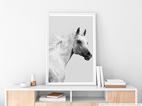 Best for home Artprints - Tierfotografie - Weißer Araberhengst- Fotodruck in gestochen scharfer Qualität