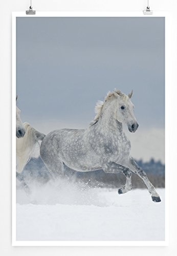 Best for home Artprints - Tierfotografie - Galoppierende Schimmel im Schnee- Fotodruck in gestochen scharfer Qualität