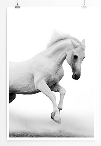 Best for home Artprints - Tierfotografie - Weißer Araberhengst bei Nebel- Fotodruck in gestochen scharfer Qualität