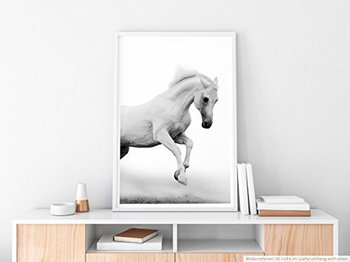 Best for home Artprints - Tierfotografie - Weißer Araberhengst bei Nebel- Fotodruck in gestochen scharfer Qualität