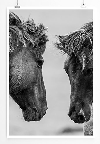 Best for home Artprints - Tierfotografie - Icehorse auch Islandpferde am schmusen - Fotodruck in gestochen scharfer Qualität