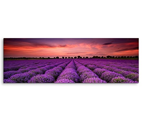 Modernes Bild 150x50cm Landschaftsfotografie - Lavendelfeld unter dem warmen Abendhimmel