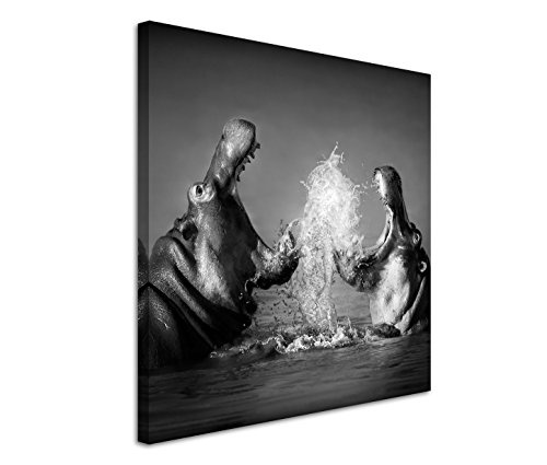 Fotokunst quadratisch 60x60cm Tierfotografie - Nahaufnahme kämpfender Nilpferde