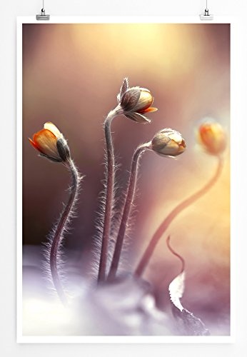 Best for home Artprints - Kunstbild - Frühlingsknospen im warmen Morgenlicht- Fotodruck in gestochen scharfer Qualität