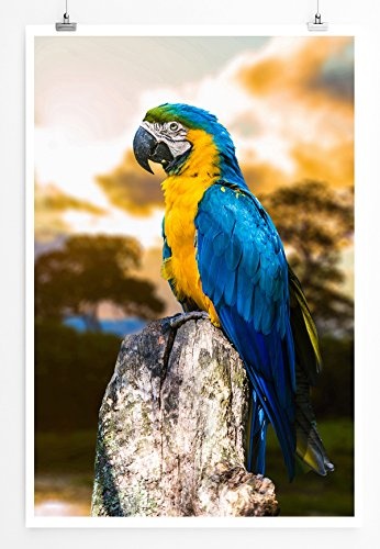 Best for home Artprints - Tierfotografie - Blau gelb Ara am brasilanischen Himmel- Fotodruck in gestochen scharfer Qualität