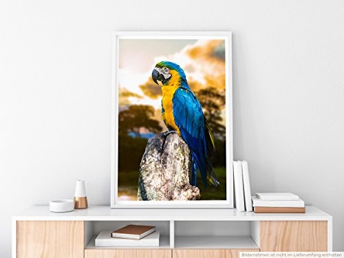 Best for home Artprints - Tierfotografie - Blau gelb Ara...