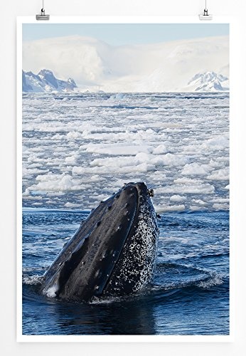 Best for home Artprints - Tierfotografie - Blauwal im Eismeer- Fotodruck in gestochen scharfer Qualität