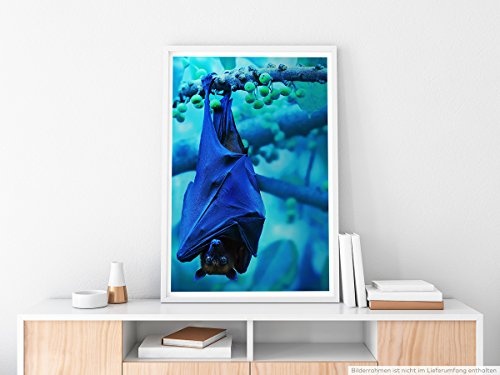 Best for home Artprints - Tierfotografie - Herunterhängende Fledermaus- Fotodruck in gestochen scharfer Qualität
