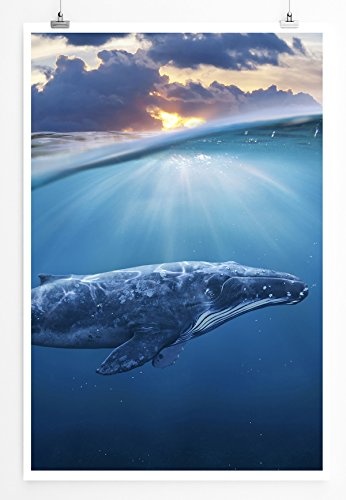 Best for home Artprints - Bild - Unterwasser Blauwal- Fotodruck in gestochen scharfer Qualität