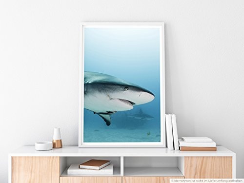 Best for home Artprints - Tierfotografie - Weißer Hai in der Karibik- Fotodruck in gestochen scharfer Qualität