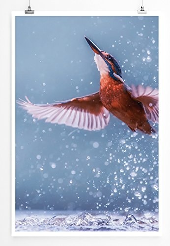 Best for home Artprints - Tierfotografie - Eisvogel bei der Jagd- Fotodruck in gestochen scharfer Qualität