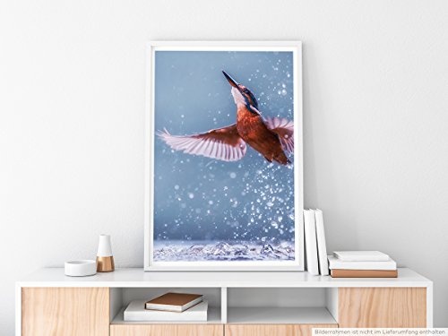 Best for home Artprints - Tierfotografie - Eisvogel bei der Jagd- Fotodruck in gestochen scharfer Qualität
