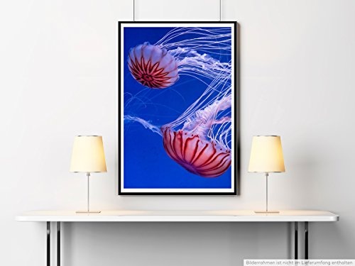 Best for home Artprints - Tierfotografie - Rot gestreifte Quallen im Meer- Fotodruck in gestochen scharfer Qualität