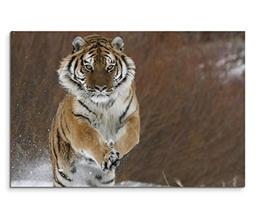 Modernes Bild 120x80cm Tierfotografie - Springender Tiger...