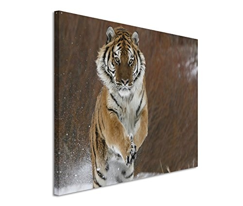 Modernes Bild 120x80cm Tierfotografie - Springender Tiger im Schnee