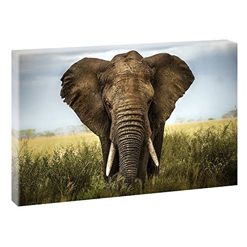bestforhome Elefant in der Savanne Afrikas! Format: 80x60 cm auf Leinwand