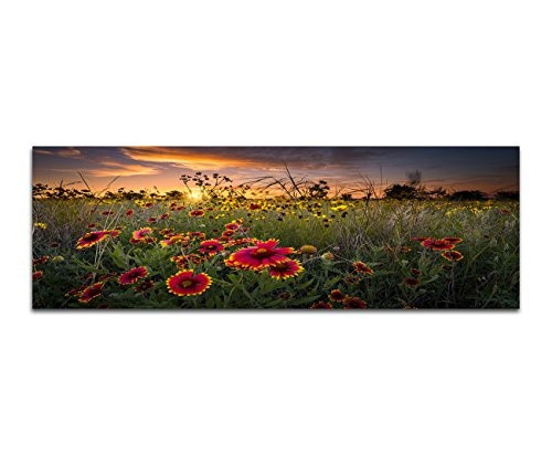 Wandbild auf Leinwand als Panorama in 120x40cm Blumenwiese Gräser Sommer Abenddämmerung