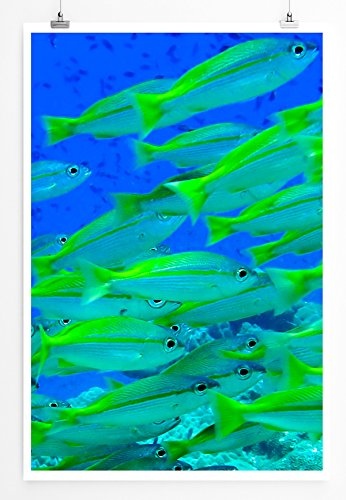 Best for home Artprints - Tierfotografie - Neongrüne Fische aus Thailand- Fotodruck in gestochen scharfer Qualität