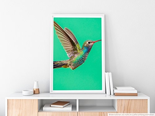 Best for home Artprints - Tierfotografie - Blaukehl-Breitschnabelkolibri im Flug- Fotodruck in gestochen scharfer Qualität