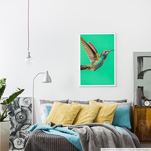 Best for home Artprints - Tierfotografie - Blaukehl-Breitschnabelkolibri im Flug- Fotodruck in gestochen scharfer Qualität
