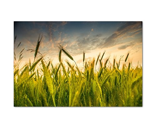 120x80 cm - Kornfeld im Frühling beim blühen und schöner Himmel. Tolle grüne Farben! - Bild auf Keilrahmen modern stilvoll - Bilder und Dekoration