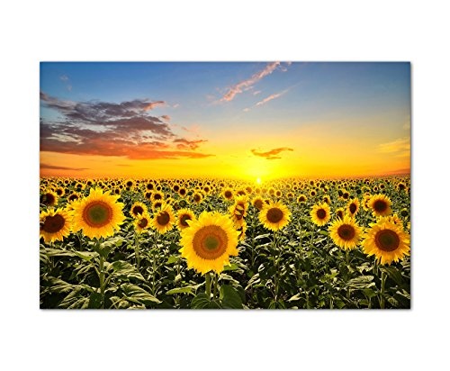 Panoramabild 120x80 cm - Sonnenblumen-Feld Helianthus...