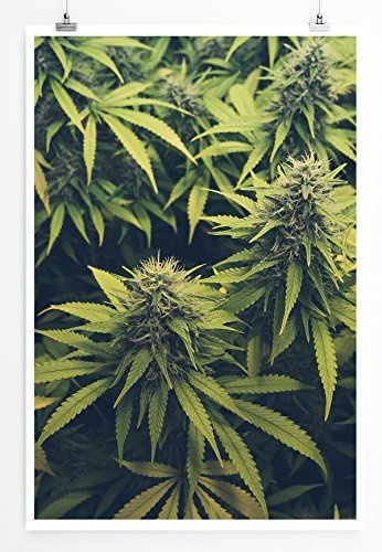 Best for home Artprints - Kunstbild - Cannabis Plantage -...