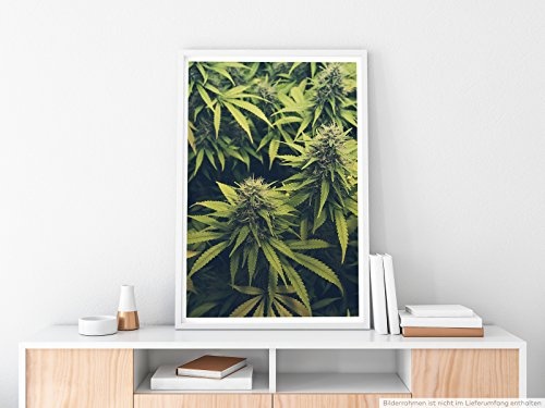 Best for home Artprints - Kunstbild - Cannabis Plantage - Fotodruck in gestochen scharfer Qualität
