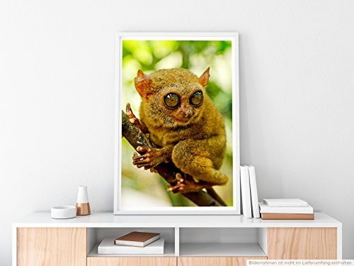 Best for home Artprints - Tierfotografie - Koboldmaki aus Bohol Philippinen- Fotodruck in gestochen scharfer Qualität