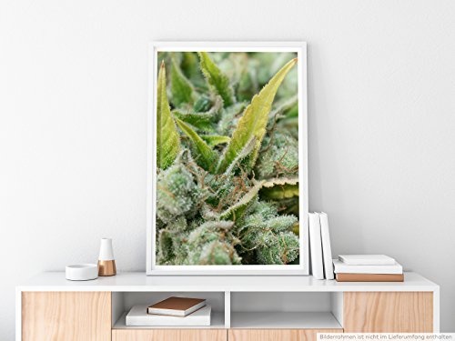 Best for home Artprints - Kunstbild - Cannabis Blüte mit Pollen im Detail - Fotodruck in gestochen scharfer Qualität