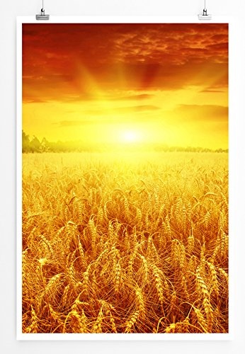 Best for home Artprints - Art - Schöner Sonnenaufgang über einem Weizenfeld- Fotodruck in gestochen scharfer Qualität