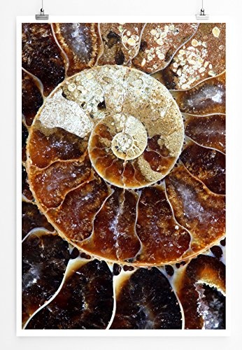 Best for home Artprints - Tierfotografie - Ammonit...