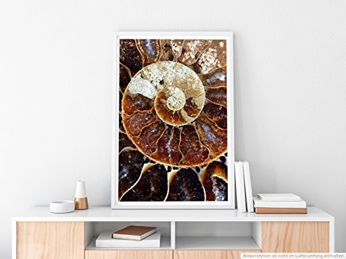 Best for home Artprints - Tierfotografie - Ammonit Fossil- Fotodruck in gestochen scharfer Qualität