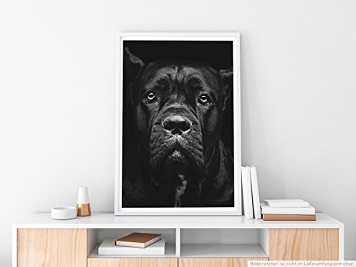 Best for home Artprints - Tierfotografie - Porträt einer schwarzen Cane Corso- Fotodruck in gestochen scharfer Qualität