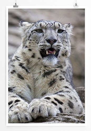 Best for home Artprints - Tierfotografie - Junger Leopard...