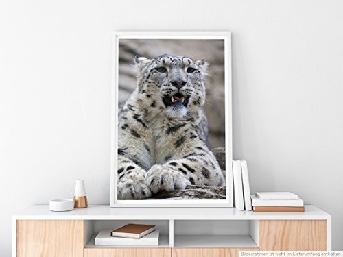 Best for home Artprints - Tierfotografie - Junger Leopard auf Felsen- Fotodruck in gestochen scharfer Qualität