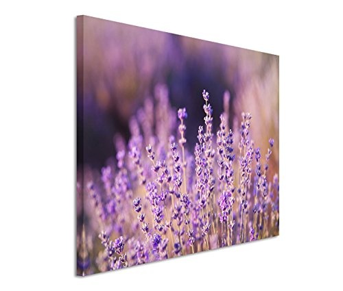 Modernes Bild 90x60cm Naturfotografie - Lavendel in der Sonne