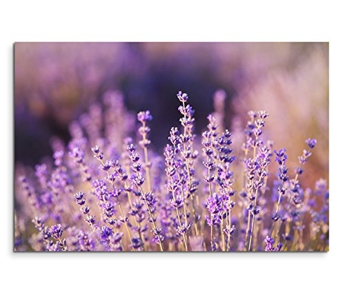 Modernes Bild 90x60cm Naturfotografie - Lavendel in der Sonne
