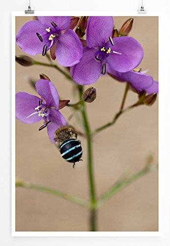 Best for home Artprints - Kunstbild - Australische Wildblume Murdannia graminea- Fotodruck in gestochen scharfer Qualität