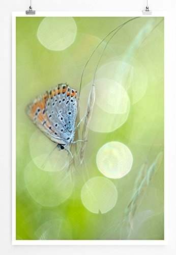 Best for home Artprints - Kunstbild - Schmetterling mit Frühlingswiese- Fotodruck in gestochen scharfer Qualität