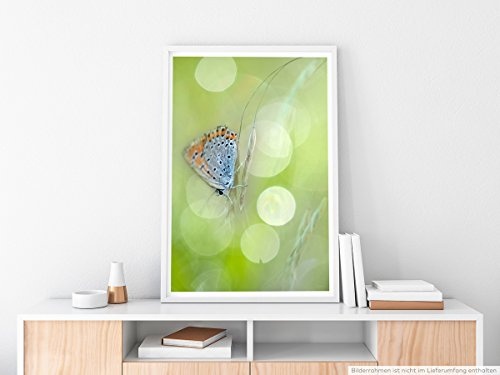 Best for home Artprints - Kunstbild - Schmetterling mit Frühlingswiese- Fotodruck in gestochen scharfer Qualität